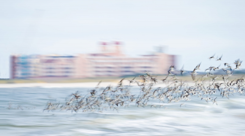Skimmer-Sanderling-3200-tern-pink-hotel-blur-_A1G7131-Nickerson-Beach-Park-Lido-Beach-Long-Island-NY
