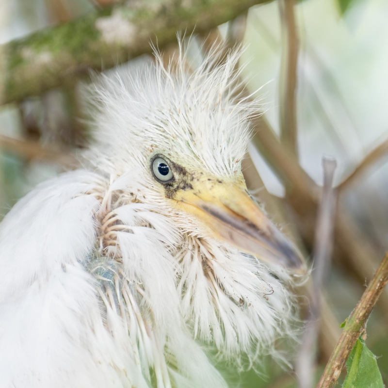 Snowy-Egret-2400-chick-in-nest-_A1G3276-Gatorland-Kissimmee-FL