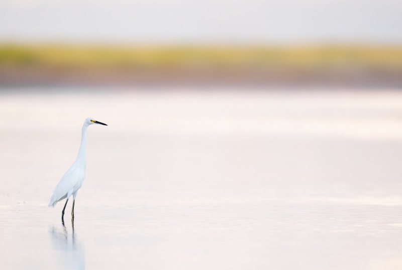 Snowy-Egret-3200-COLOR-IMPROVED-in-lagoon-in-soft-light_A1B9761-Fort-DeSoto-Park-FL