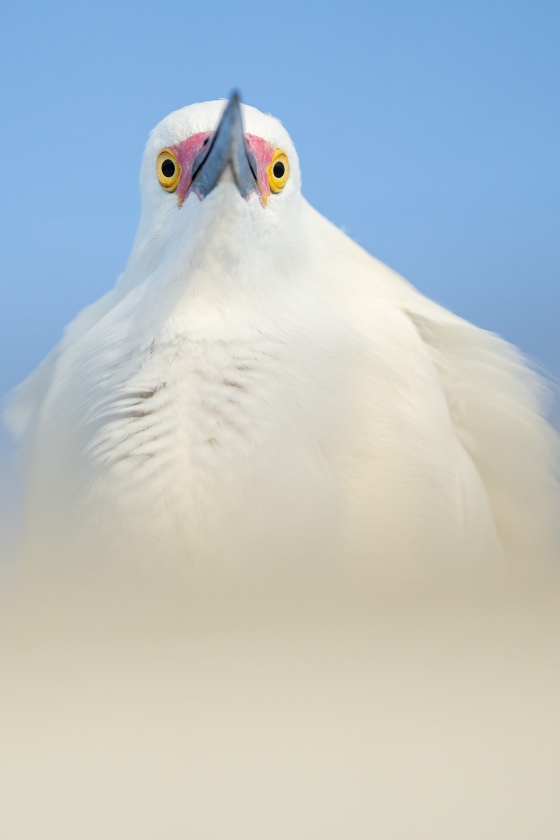 Snowy-Egret-3200-breeding-plumage-_A1G3685-Fort-DeSoto-Park-FL