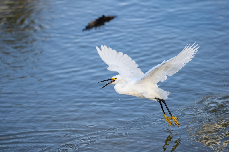 Snowy-Egret-3200-dip-feeding-catch-_DSC3915-Merritt-Island-NWR-FL