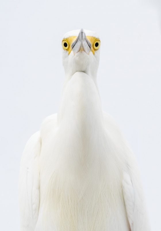 Snowy-Egret-3200-head-and-neck-from-below-_A1B6946-Fort-DeSoto-Park-FL