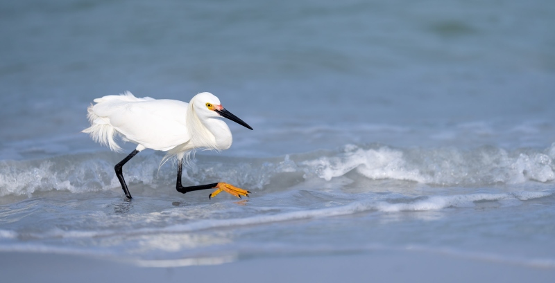 Snowy-Egret-3200-hunting-_A1A3620-Fort-DeSoto-Park-FL