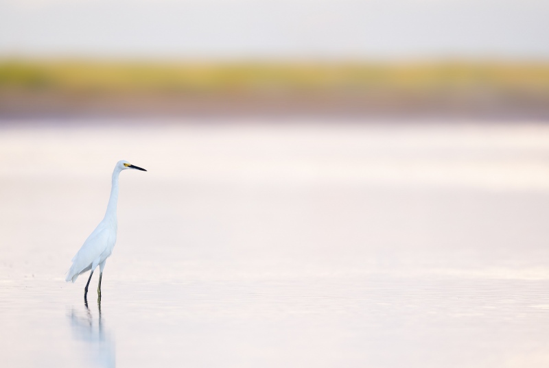 Snowy-Egret-3200-n-lagoon-in-soft-light_A1B9761-Fort-DeSoto-Park-FL