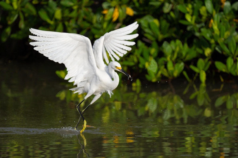 Snowy-Egret-3200-with-tiny-fish-_A1B6384-Fort-DeSoto-Park-FL-2