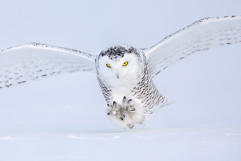Snowy-Owl-1600-talons-forward_F7A3329