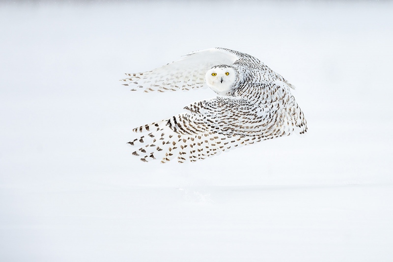 Snowy-Owl-1600-wings-forward-looking-back_F7A6490