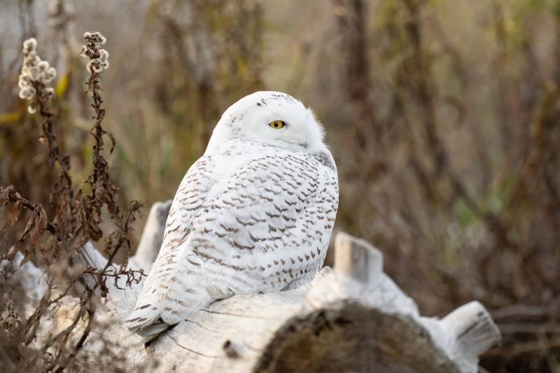 Snowy-Owl-3200-2-yr-old-_A1B6319-Long-Beach-Fairfield-CT