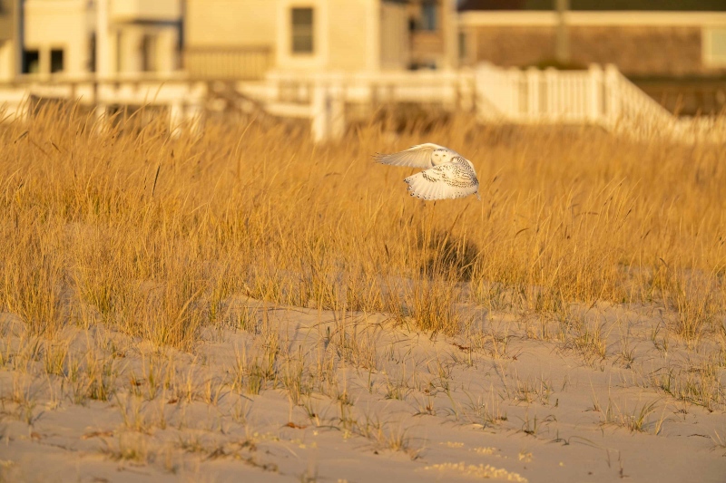 Snowy-Owl-3200-ORIG-w-house-_A1B0180-Westhampton-Beach-LI-NY