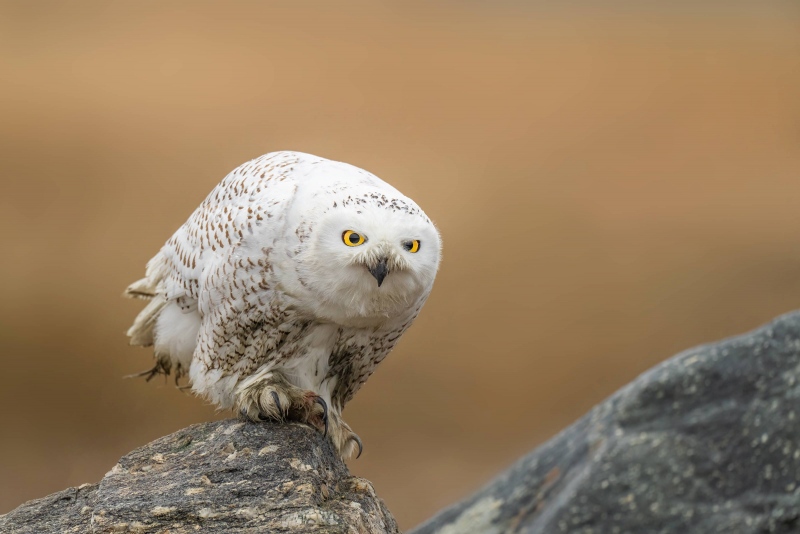 Snowy-Owl-3200-glaring-after-preening-_A1B2109-Lomg-Beach-Fairfield-CT-2