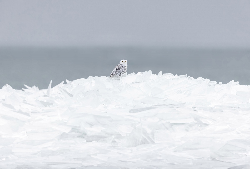 Snowy-Owl-3200-on-ice-BAA-optimization-_49A4635