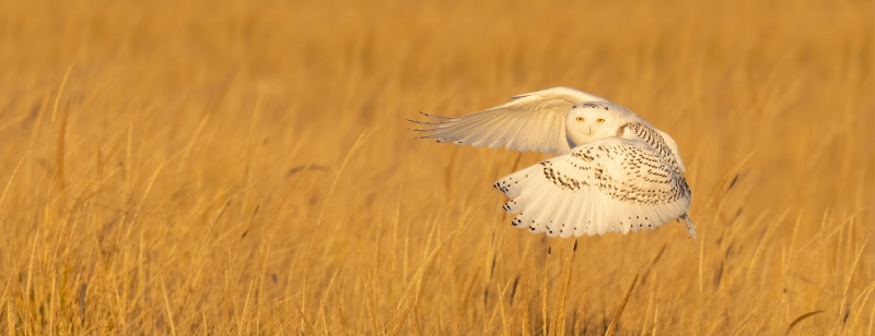 Snowy-Owl-3200-taking-flight-PANO-_A1B0180-Westhampton-Beach-LI-NY