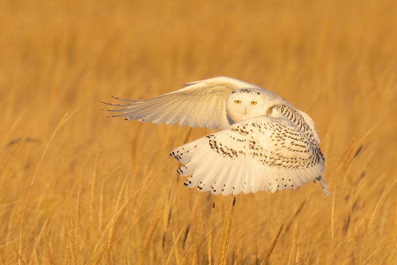 Snowy-Owl-3X2-3200-taking-flight-PANO-_A1B0180-Westhampton-Beach-LI-NY