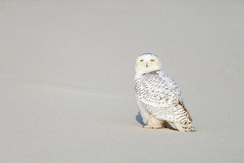 Snowy-Owl-A-on-clean-sand-beach-_A1B1230-Westhampton-Beach-LI-NY