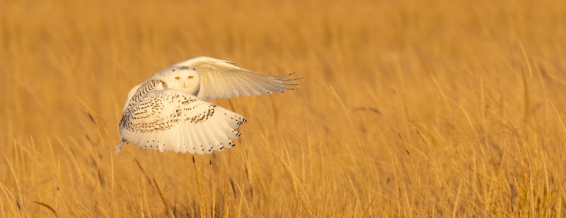 Snowy-Owl-FLOPPED-3200-taking-flight-PANO-_A1B0180-Westhampton-Beach-LI-NY