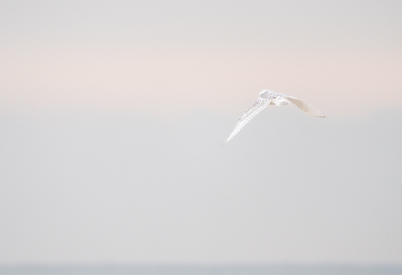 Snowy-Owl-flying-away-_A1B0106-Westhampton-Beach-LI-NY