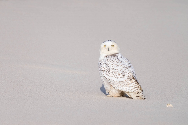 Snowy-Owl-on-beach-with-shell-_A1B1230-Westhampton-Beach-LI-NY-copy