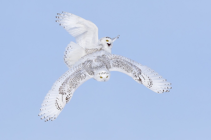 Snowy-Owls-1600-fighting-mid-air_F7A1848