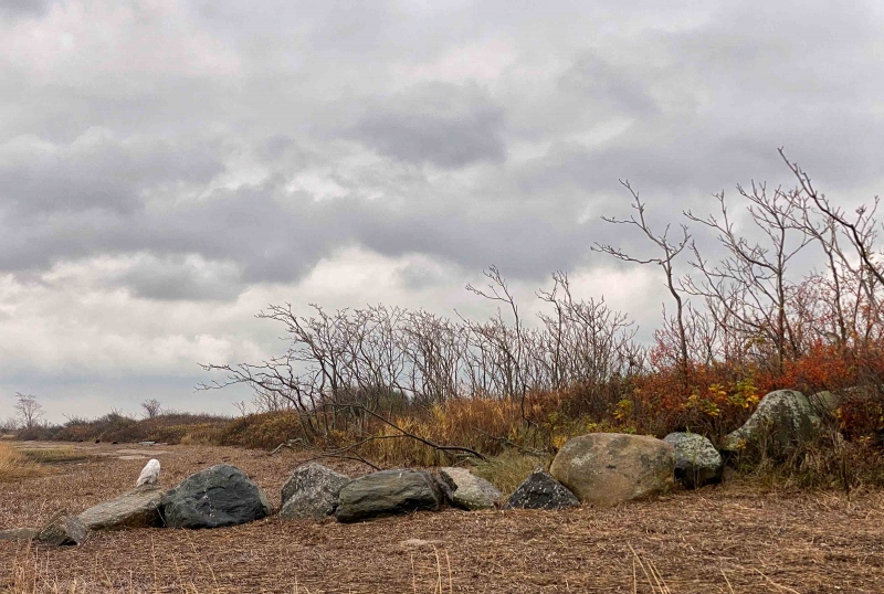 Snowy-on-rock-3200-IMG_1338-2-Long-Beach-Fairfield-CT