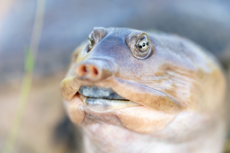 Softshell-Turtle-3200-head-portrait-_A1G1966-Indian-Lake-Estates-FL