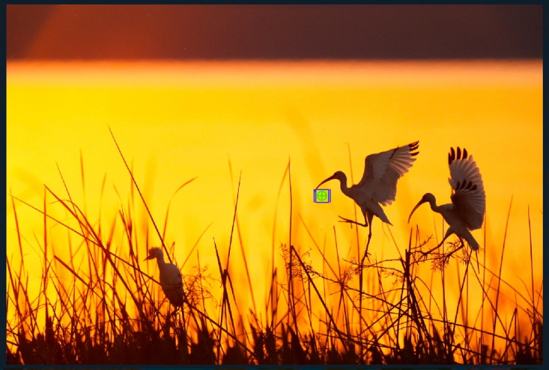 Sunset-3-wading-birds-AF-PT-1