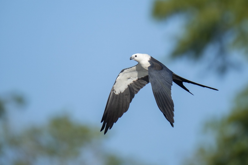 Swallow-tailed-Kite-3200-downstroke-flight-_A1G0363Lake-Woodruff-Deland-FL