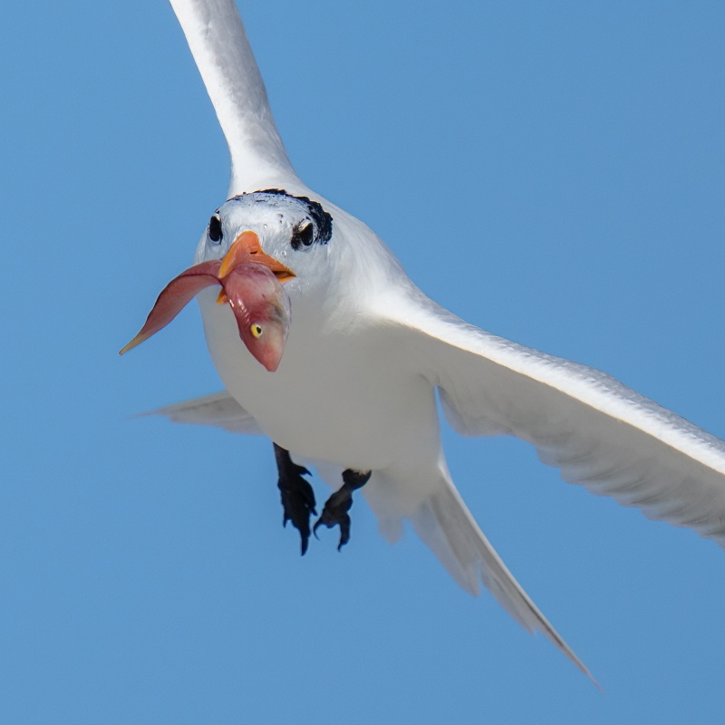 TIGHT-CROP-1600-Royal-Tern-w-juvenile-mutton-snapper-_A1G5562Hugeunot-Memorial-Park-Jacksonville-FL