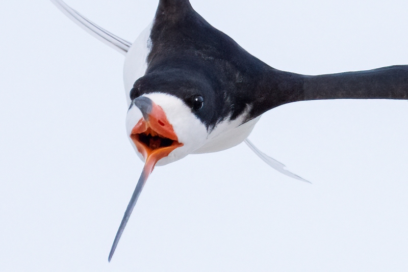 TIGHT-FACe-crop-Black-Skimmer-screaming-in-flight-clipped-primaries-repaired-_A1B8262-Nickerson-Beach-Lido-Beach-NY