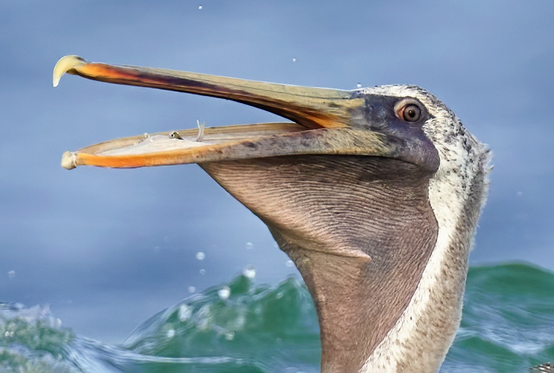 TIGHT-HEAD-CROP-Laughing-Gull-Brown-Pelican-kleptoparasitism-_7R47742-Fort-DeSoto-Park-FL-1