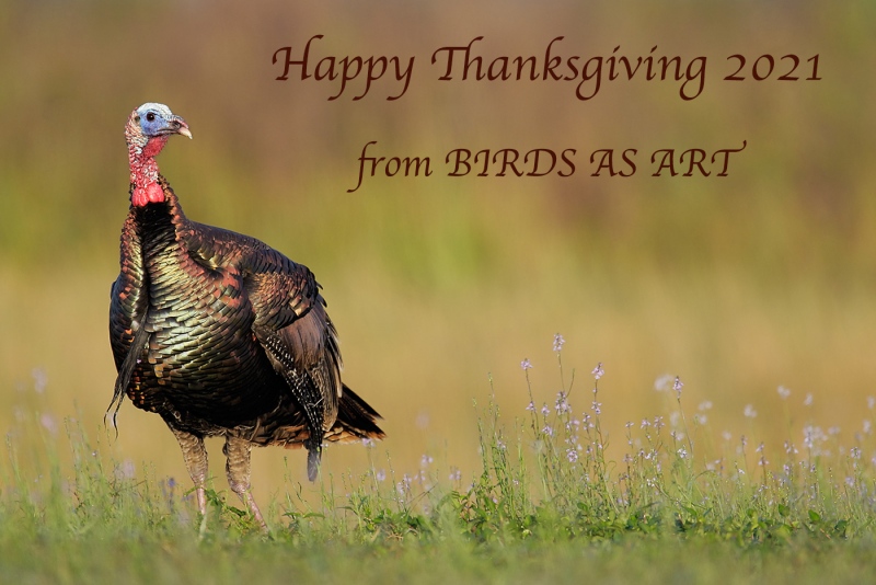 Thanksgiving-2021-Wild-Turkey-tom-wildflowers-_E0W9389-Indian-Lake-Estates-FL