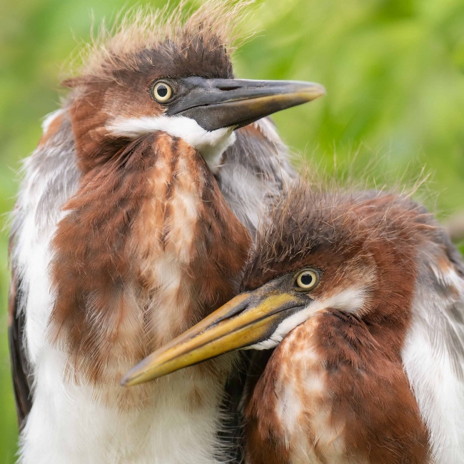 Triclored-Heron-2400-large-chicks-cuddlling-_A1G2714-Gatorland-Kisdsimmee-FL