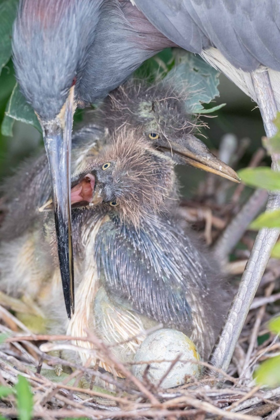 Triclored-Heron-3200-chick-begging-_A1G8124-Gatorland-Kissimmee-FL