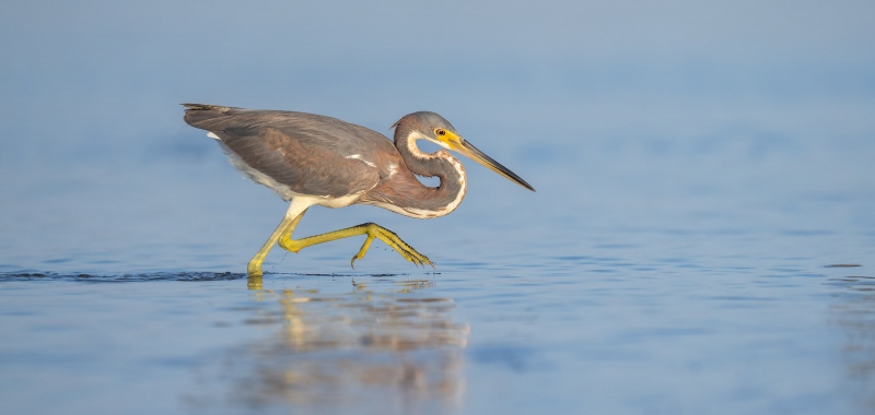 Tricolored-Heron-3200-hunting-juvenile-_A1A2358-Fort-DeSoto-Park-Tierra-Verde-FL