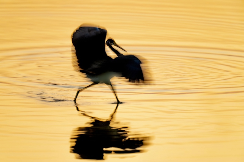 Tricolored-Heron-3200-pre-dawn-blur-_A1G6776-Coleman-Landing-at-Shady-Oaks-FL