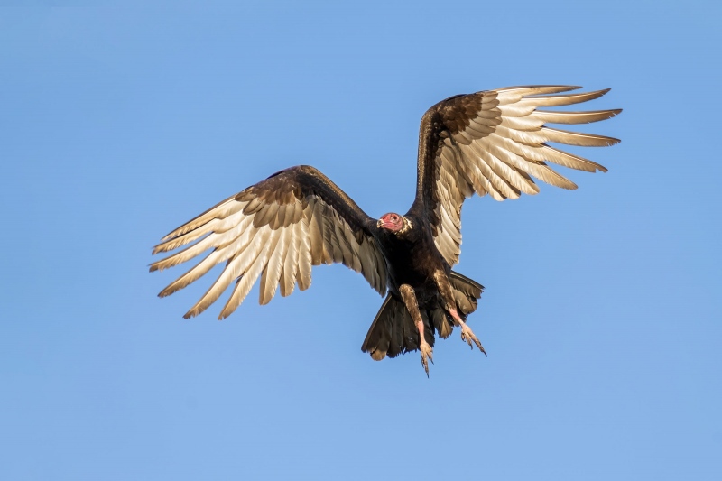 Turkey-Vulture-3200-braking-to-land-_A1B7066-Indian-Lake-Estates-FL