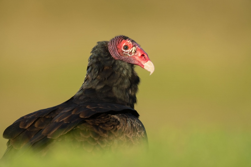 Turkey-Vulture-3200-head-in-green-heaven-_A1G1180-Indian-Lake-Estates-FL-2