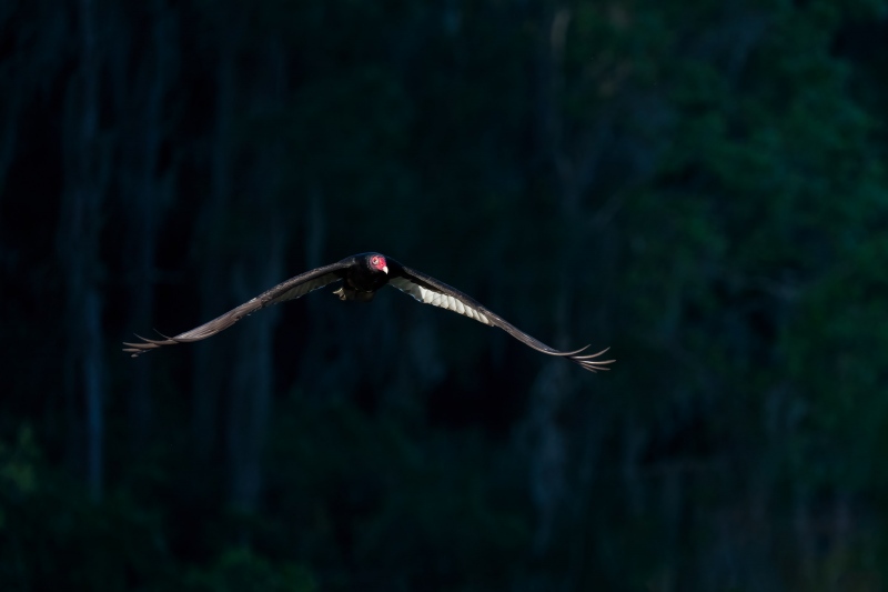 Turkey-Vulture-3200-in-flight-dramatically-sidelit-_A1G1915-Indian-Lake-Estates-FL