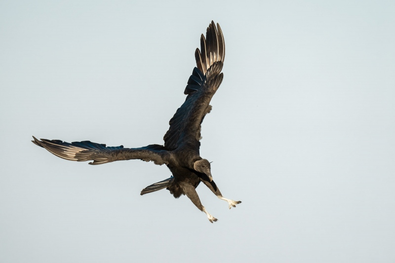 Turkey-Vulture-3200-landing-_A1G8489-Indian-Lake-Estates-FL