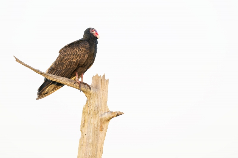 Turkey-Vulture-3200-on-The-Perch-_A1B5437-Indian-Lake-Estates-FL