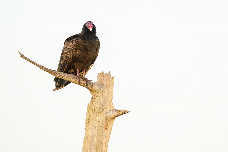 Turkey-Vulture-3200-on-The-Perch-_A1B5465-Indian-Lake-Estates-FL