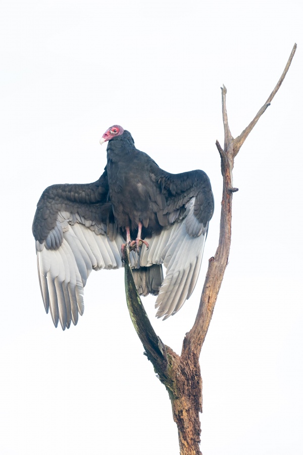 Turkey-Vulture-3200-perched-with-wings-spread-_A1G3352-Indian-Lake-Estates-FL