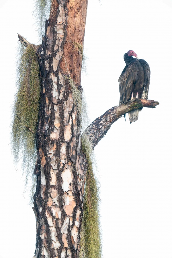 Turkey-Vulture-3200-preening-on-dead-pine-tree-_A1G3387-Indian-Lake-Estates-FL