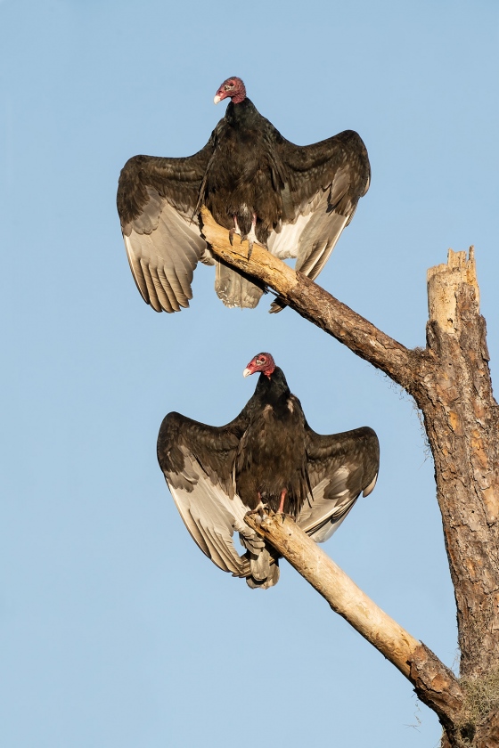 Turkey-Vultures-1600-REDO-sunning-_A1B9374-Indian-Lake-Estates-FL