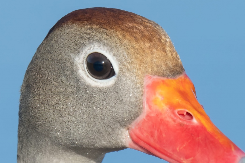 UNSH-face-crop-Black-bellied-Whistling-Duck-tight-in-blue-water-SQ-_A1G9734-Indian-Lake-Estates-FL