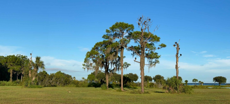 Vulture-Trees-pano-IMG_1834