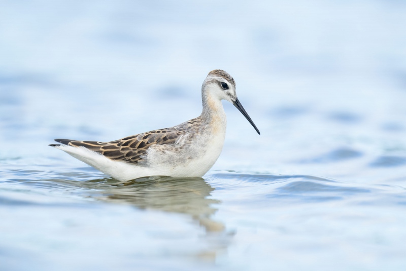 WIlsons-Phalarope-3200-juvenile-just-begining-molt-1st-winter-plumage_A1G1861Nickerson-Beach-Park-Lido-Beach-Long-Isand-NY