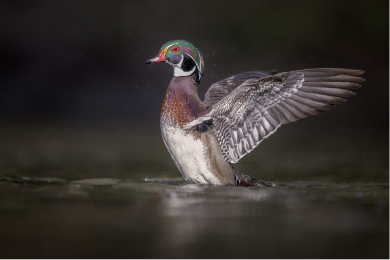 WOOD-duck-flapping-warren