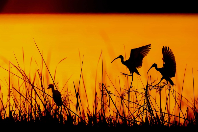 Wading-birds-3200-at-sunset-_A1B3944-Indian-Lake-Estates-FL
