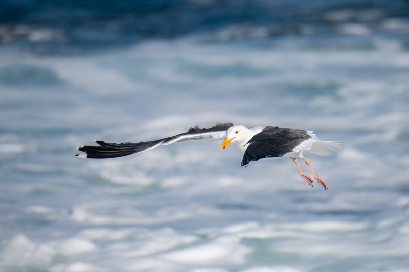 Western-Gull-3200-in-flight-above-surf-_MAI8250-San-Diego-CA