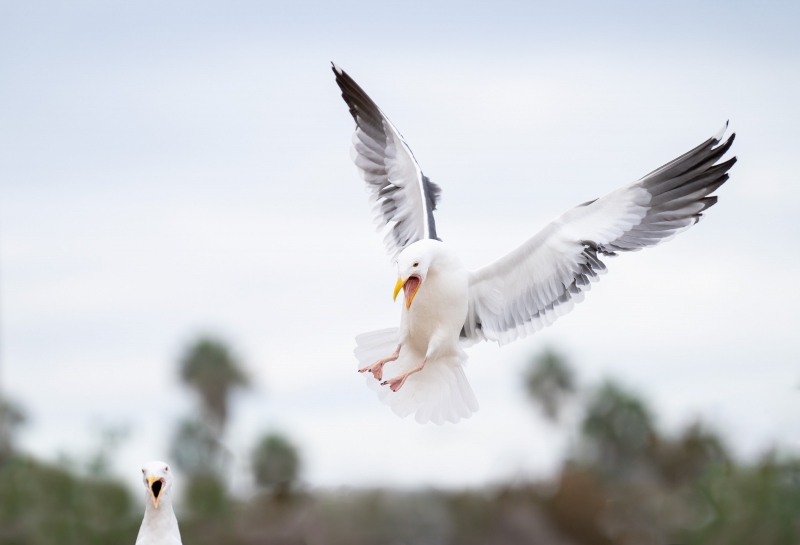 Western-Gull-3200-landiing-_A1B9808-La-Jolla-CA